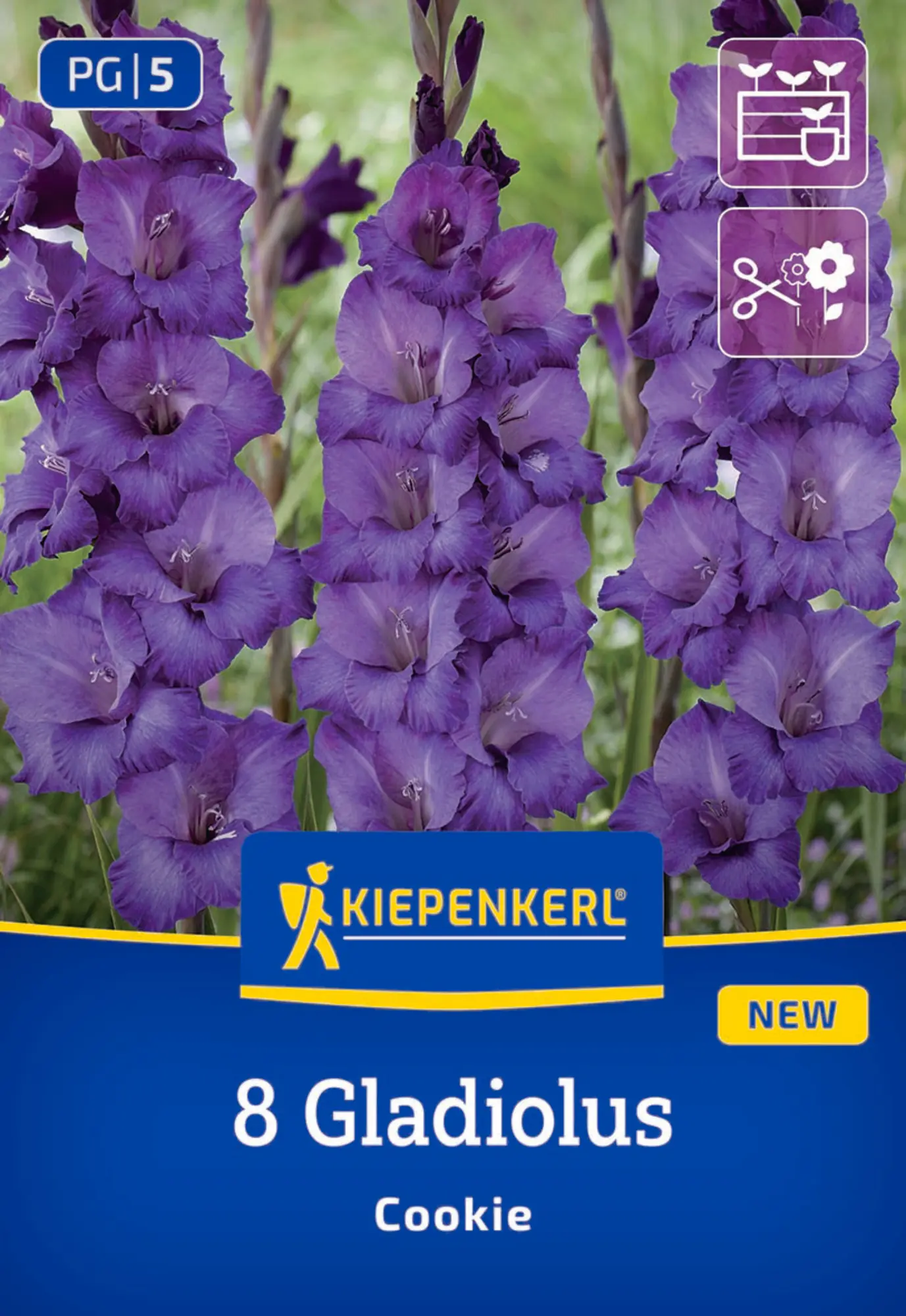 Kiepenkerl Frühjahrsblumenzwiebel Gladiole Cookie 8 Stück