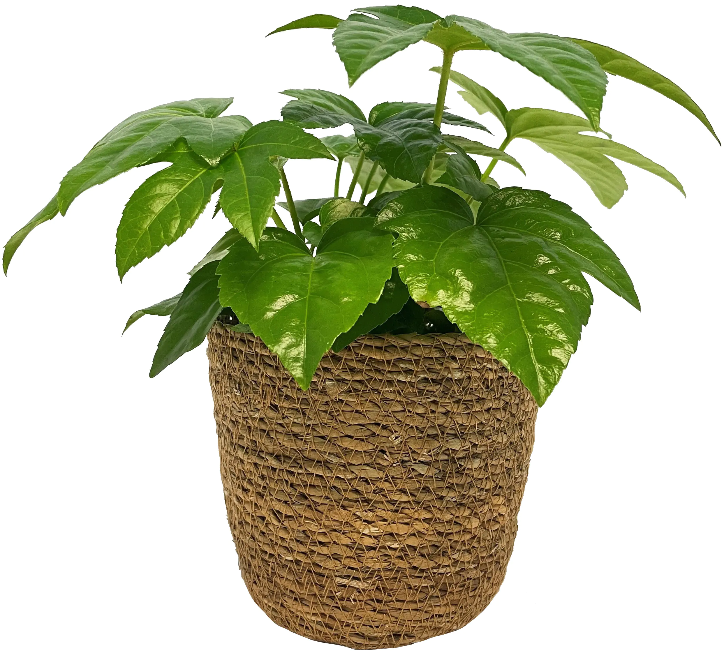 Grünpflanzen Mix 12cm im Meeresgras-Korb