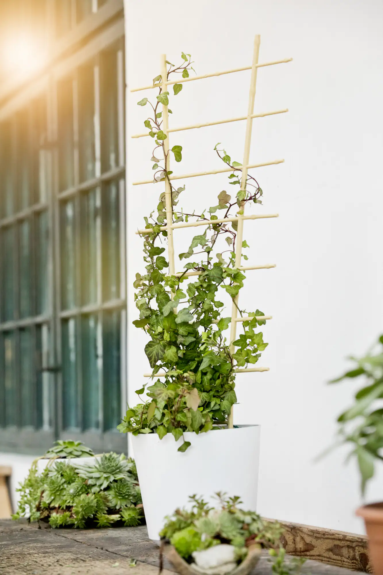 Rankgitter 50 x 25 cm