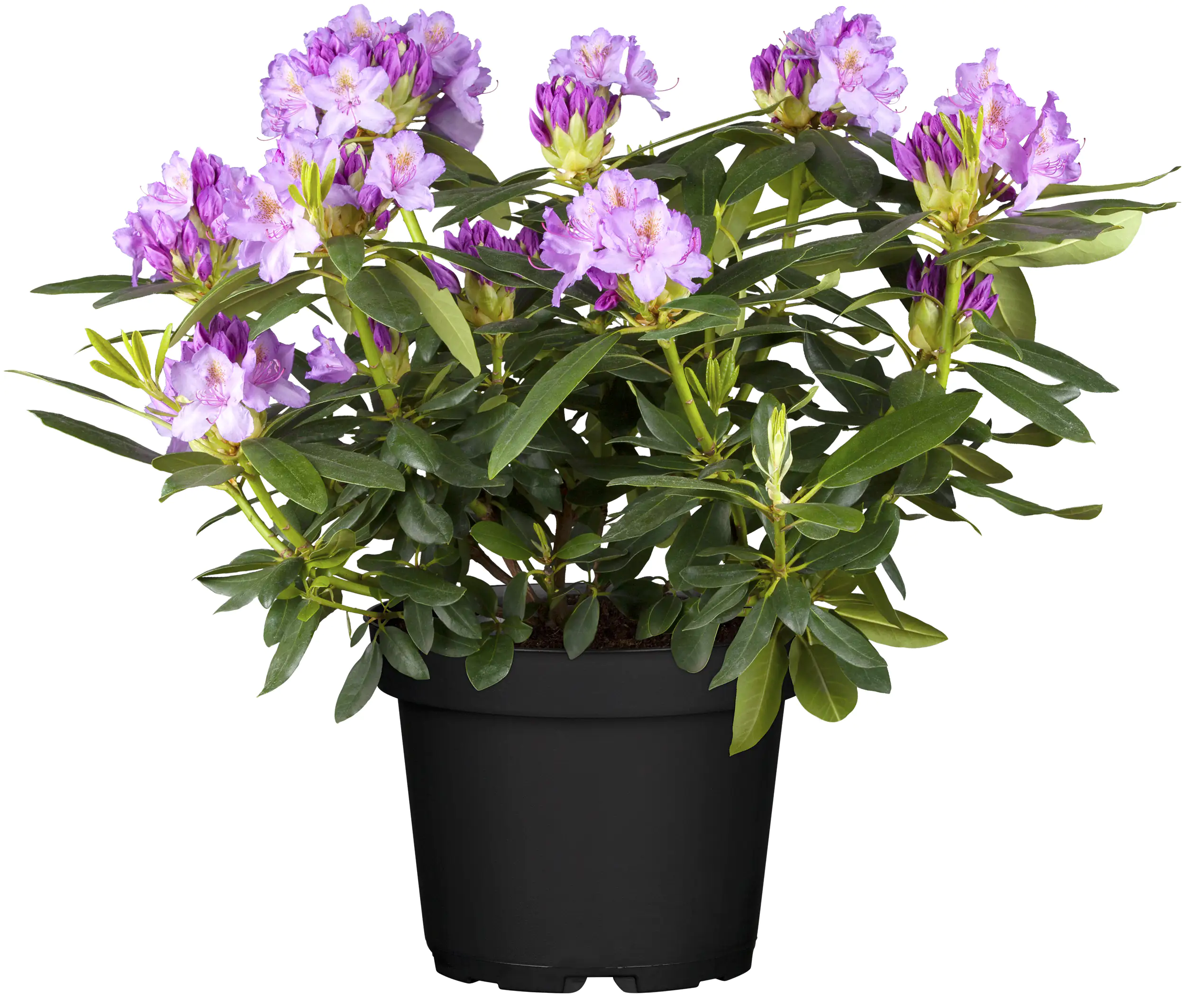 Rhododendron H ca 30 cm 5 l Container