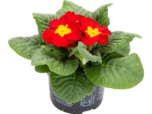 Primel Primula H 15 cm 10,5 cm Topf