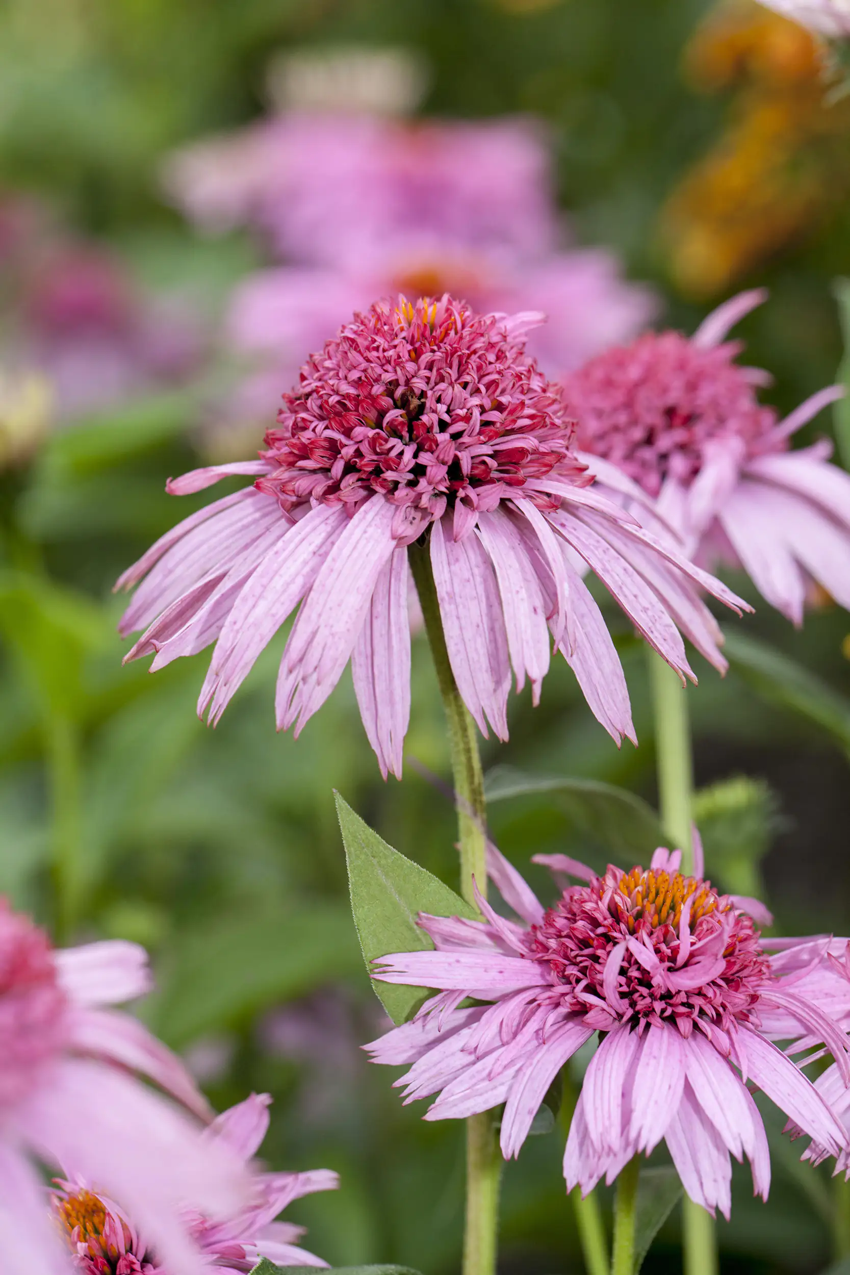 Purpur Sonnenhut Echinacea 23 cm Topf