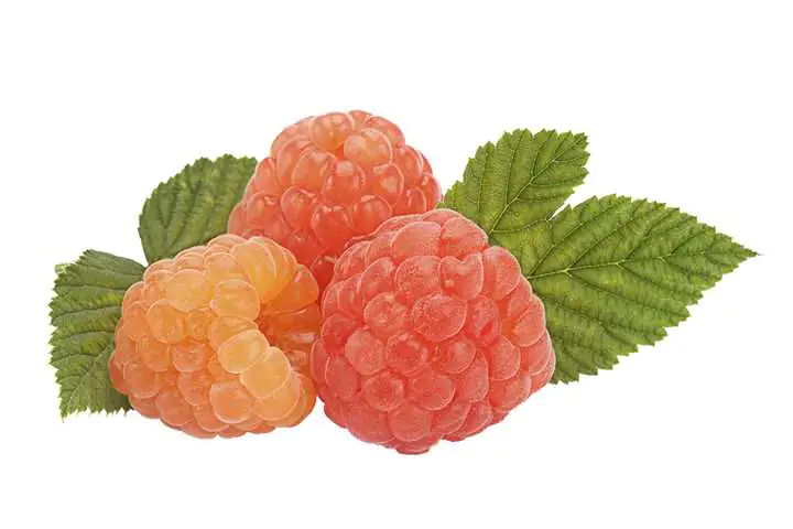 Bio Beerenobst Himbeere 3 Liter Topf