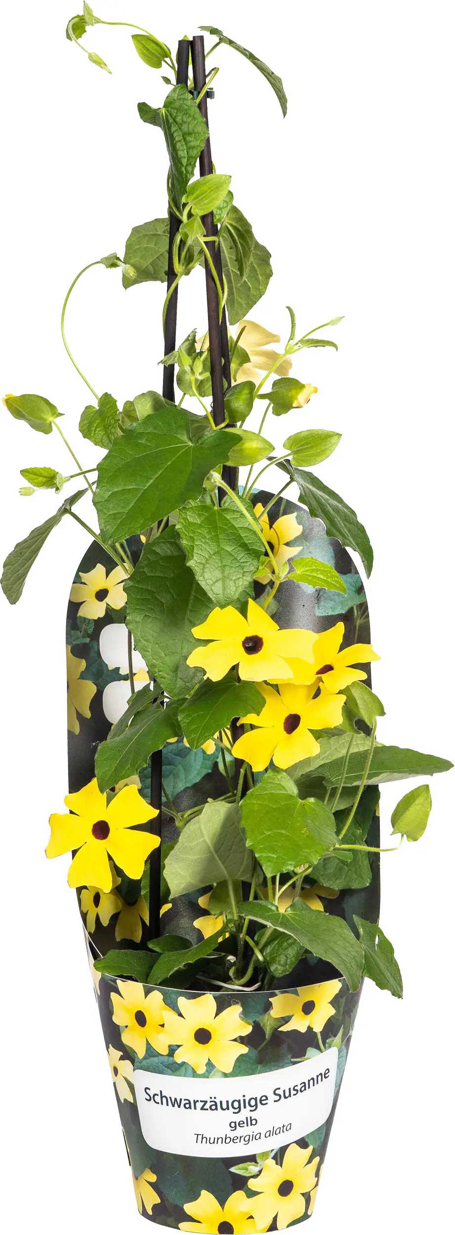 Thunbergia Alata 'Sunny Susy' Schwarzäugige Susanne 13 cm
