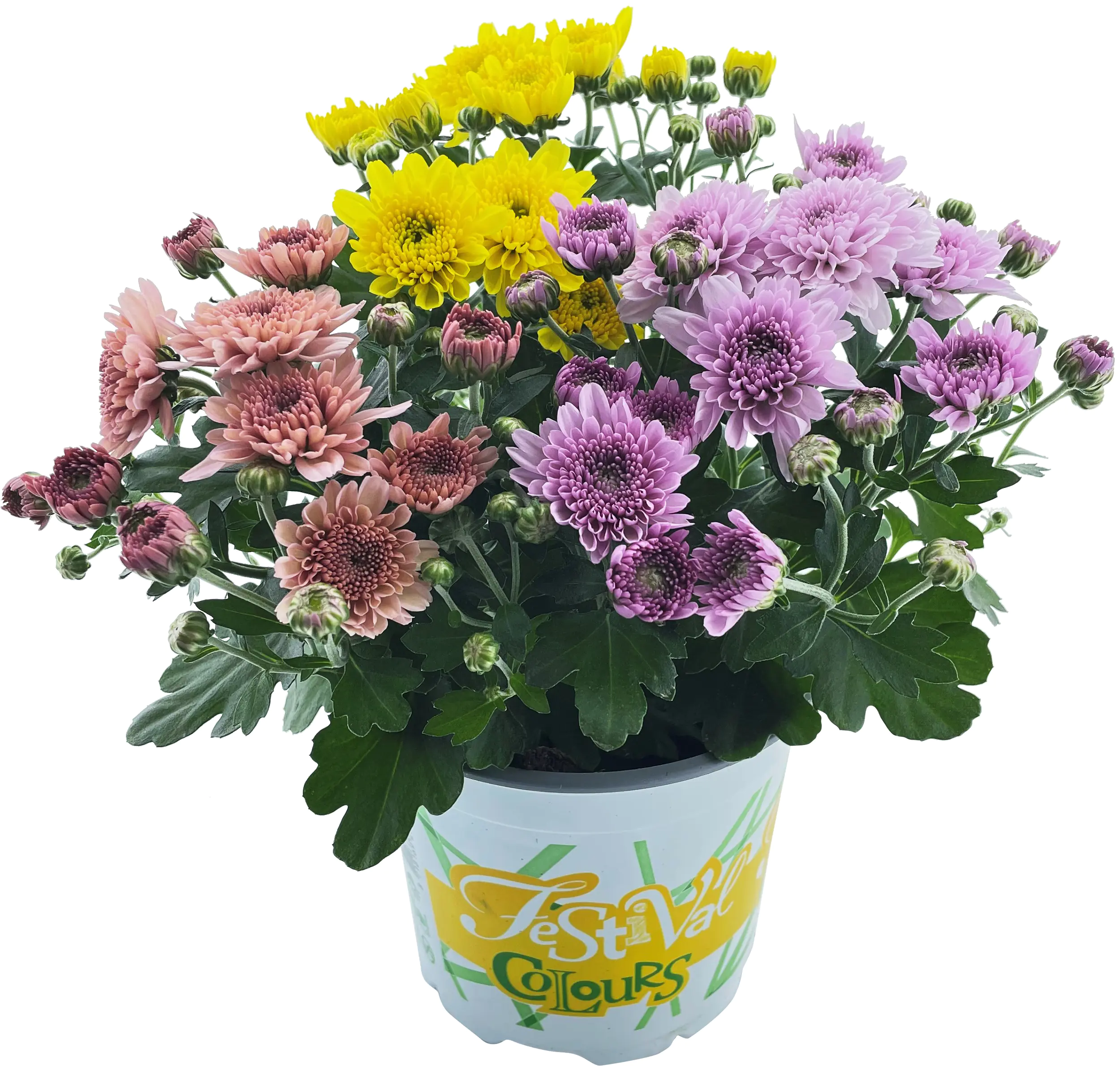 Chrysanthemum Garden Mum Trio 12 cm