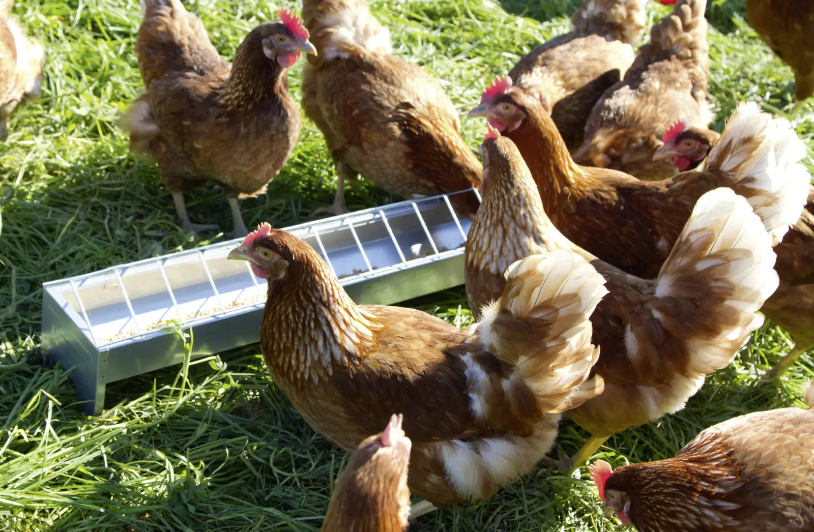 Kerbl Futtertrog für Hennen LxB 75x10 cm