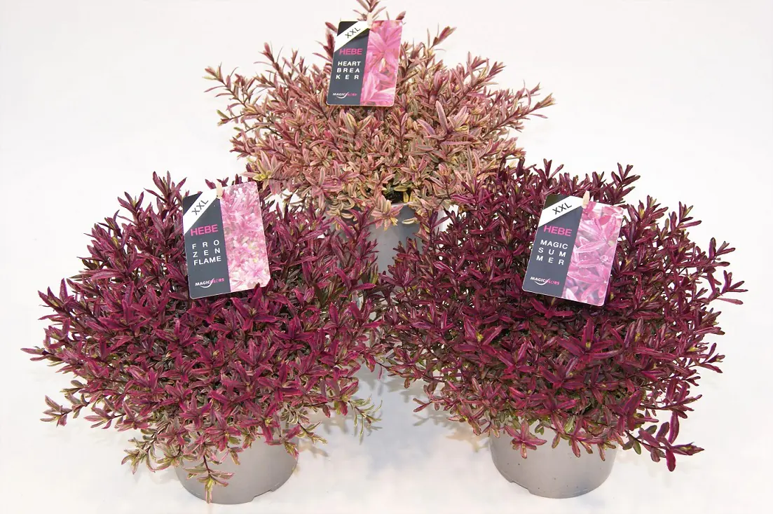 Strauchveronika Hebe Magicolors 17 cm Topf Strauchveronika Hebe Magicolors 17 cm Topf