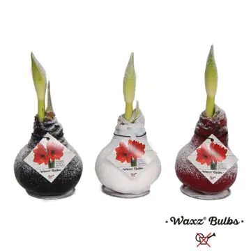 Amaryllis Hippeastrum rot in Wachs 