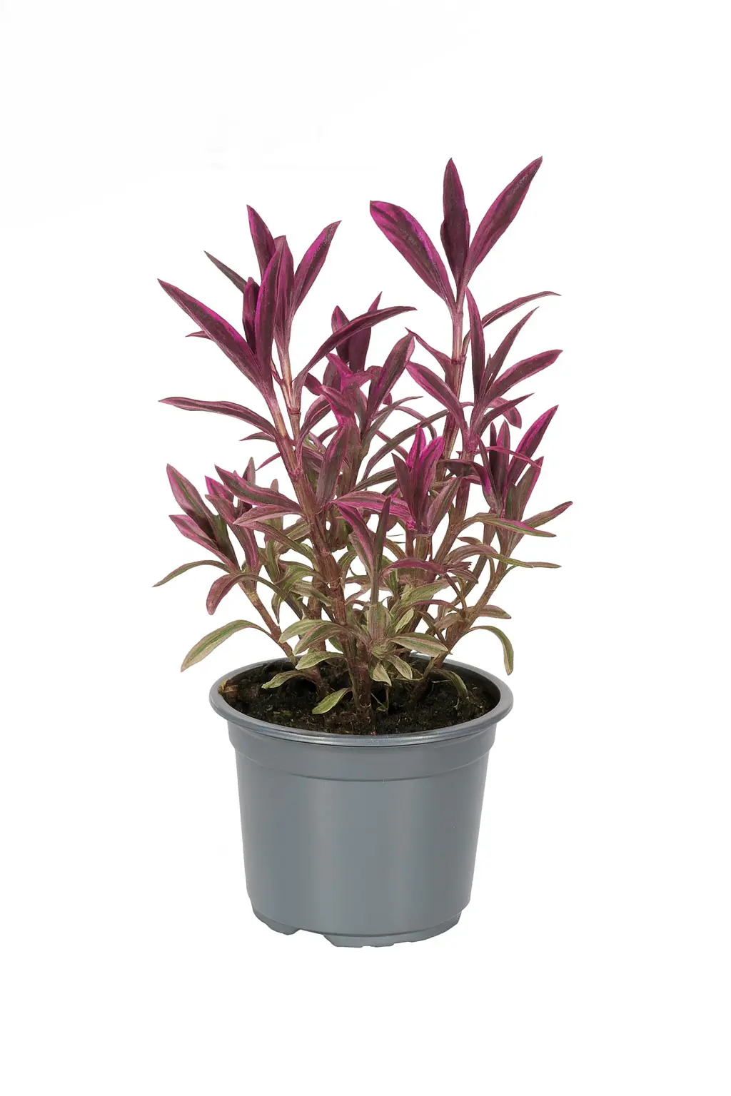 Strauchveronika Hebe Magicolors 9 cm Topf Strauchveronika Hebe Magicolors 9 cm Topf