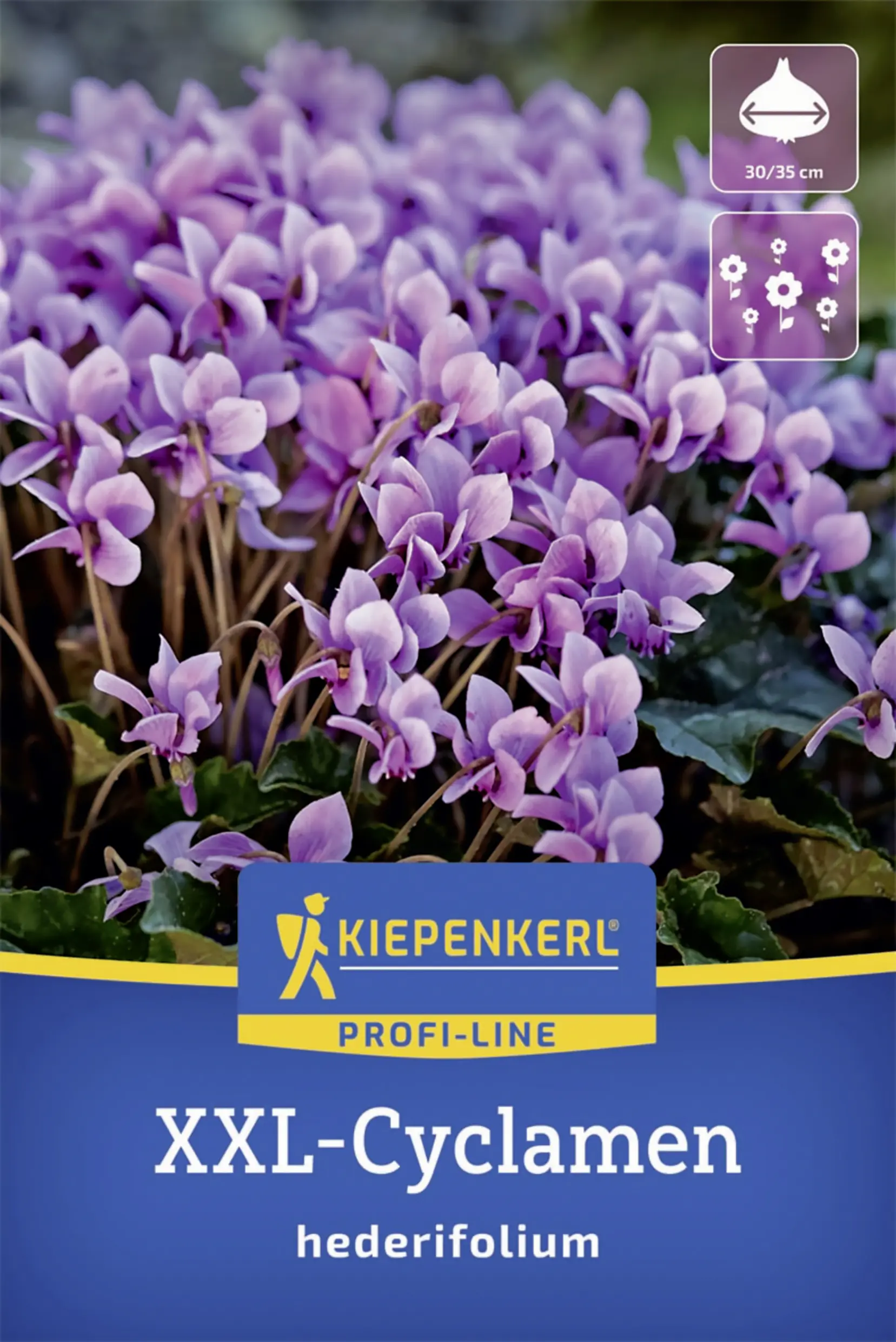 Kiepenkerl Herbst-Alpenveilchen rosa 1 Stück