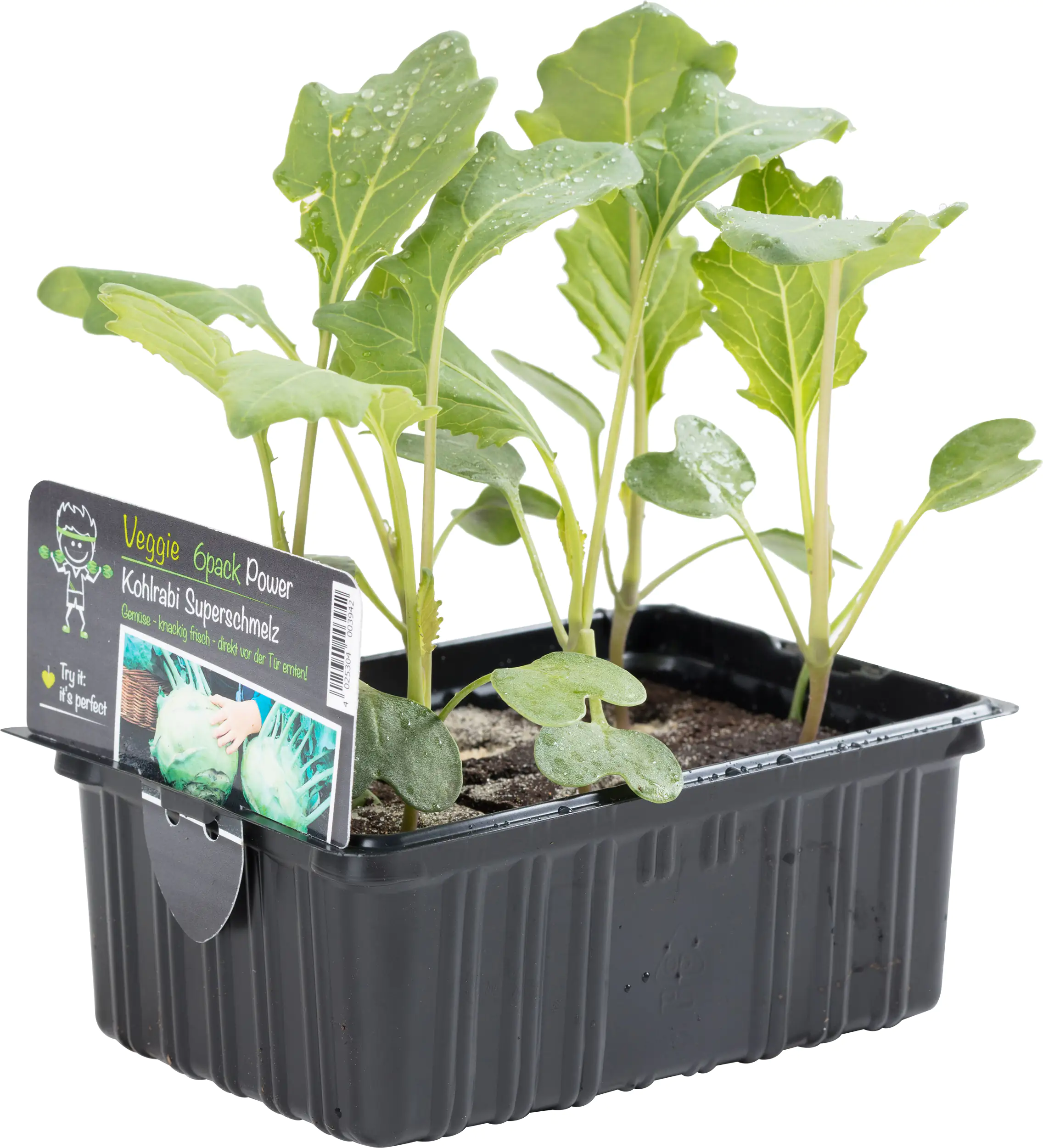 Salat- und Gemüsesetzlinge "Le Jardin Gourmand" Kohlrabi 6er Schale