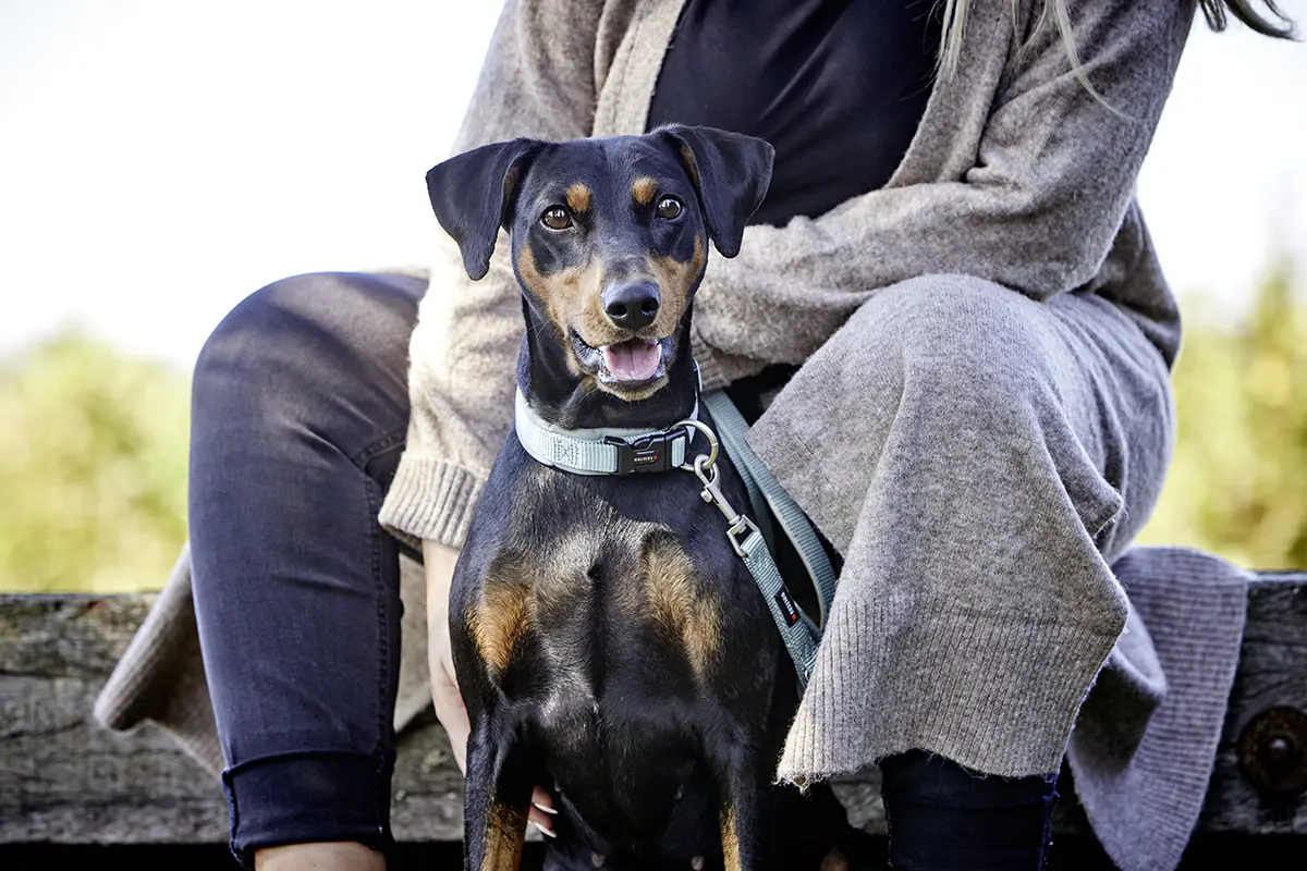 Wolters Hundeleine Professional Comfort salbei grün