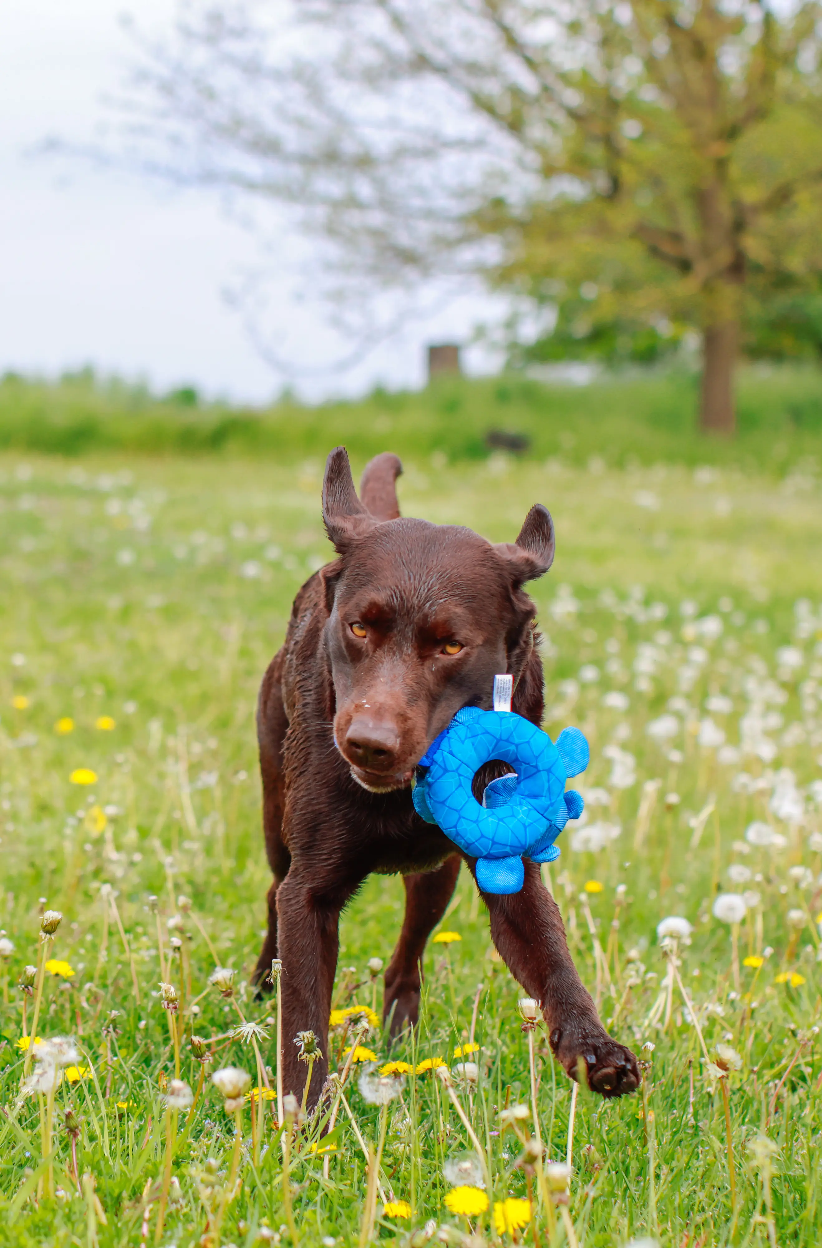 Nobby Biber Floating 27 cm