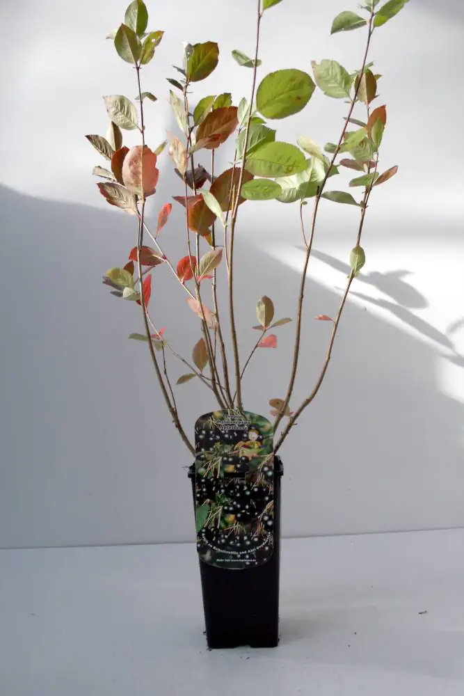 Wellnessobst Apfelbeere Viking 2 L Eck-Container