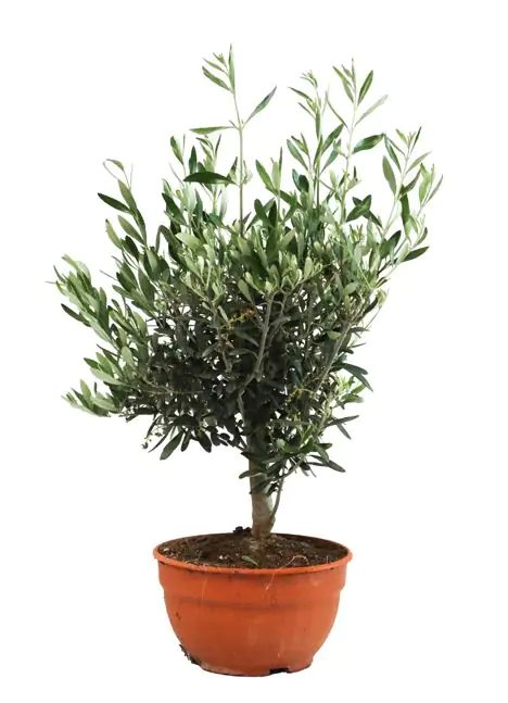 Olea europaea Tarrina Olivenbaum Schale 25 cm