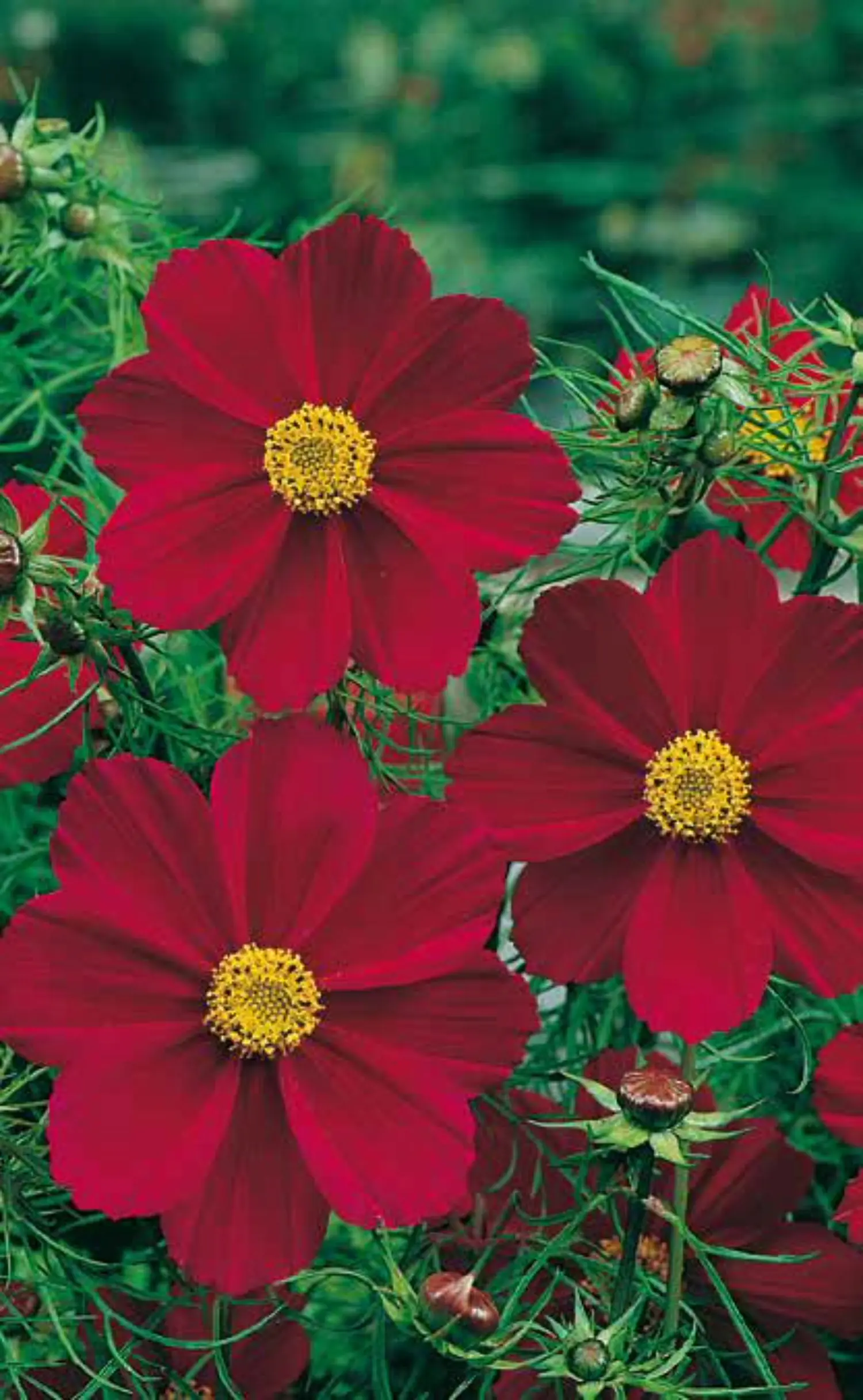Cosmea Schmuckkörbchen H 40 cm 5 L Container