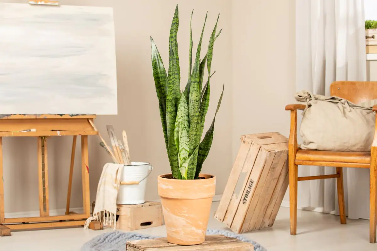 Bogenhanf Sansevieria Zeylanica H ca. 70 cm 21 cm Topf