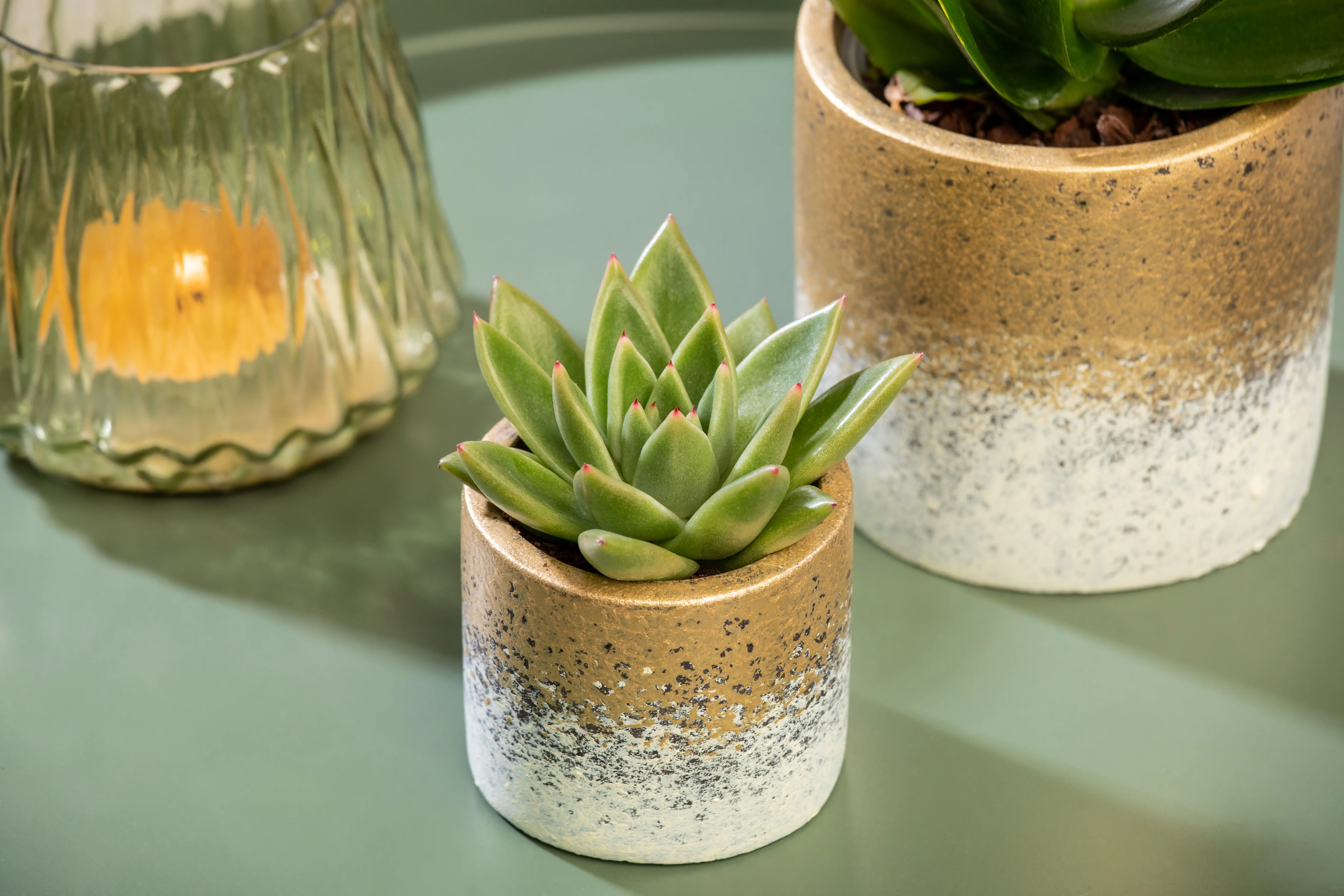 Pflanzenarrangement Orchidee und Sukkulent in Flame Gold Keramik