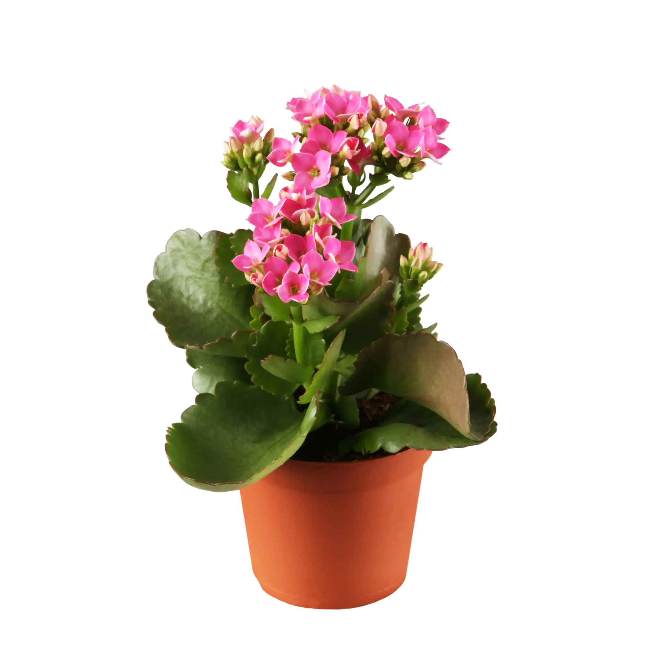 Flammendes Käthchen rosa gefüllt Kalanchoe H ca. 15 cm 7 cm Topf