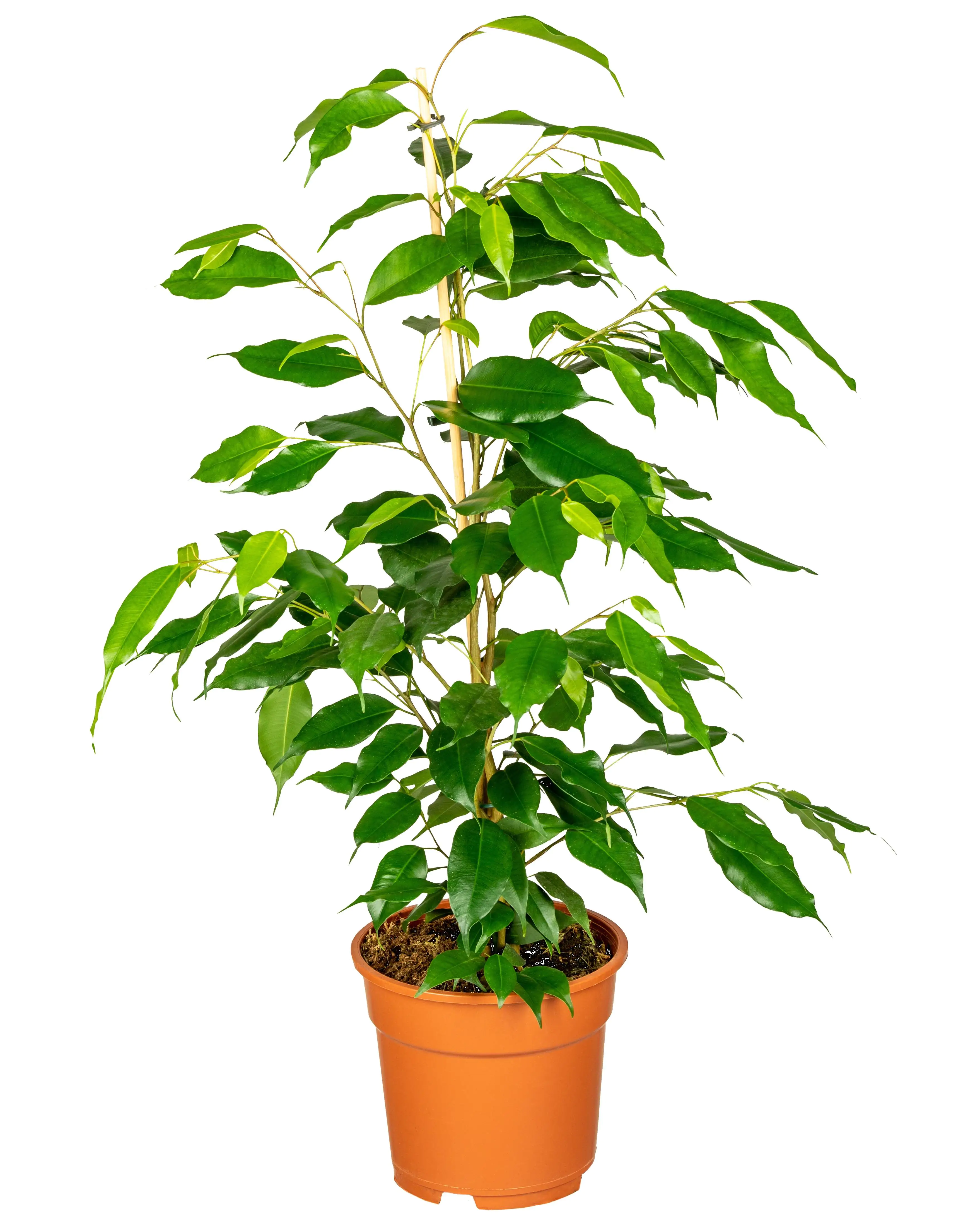 Birkenfeige Ficus benjamina Exotica H ca. 75 cm 17 cm Topf