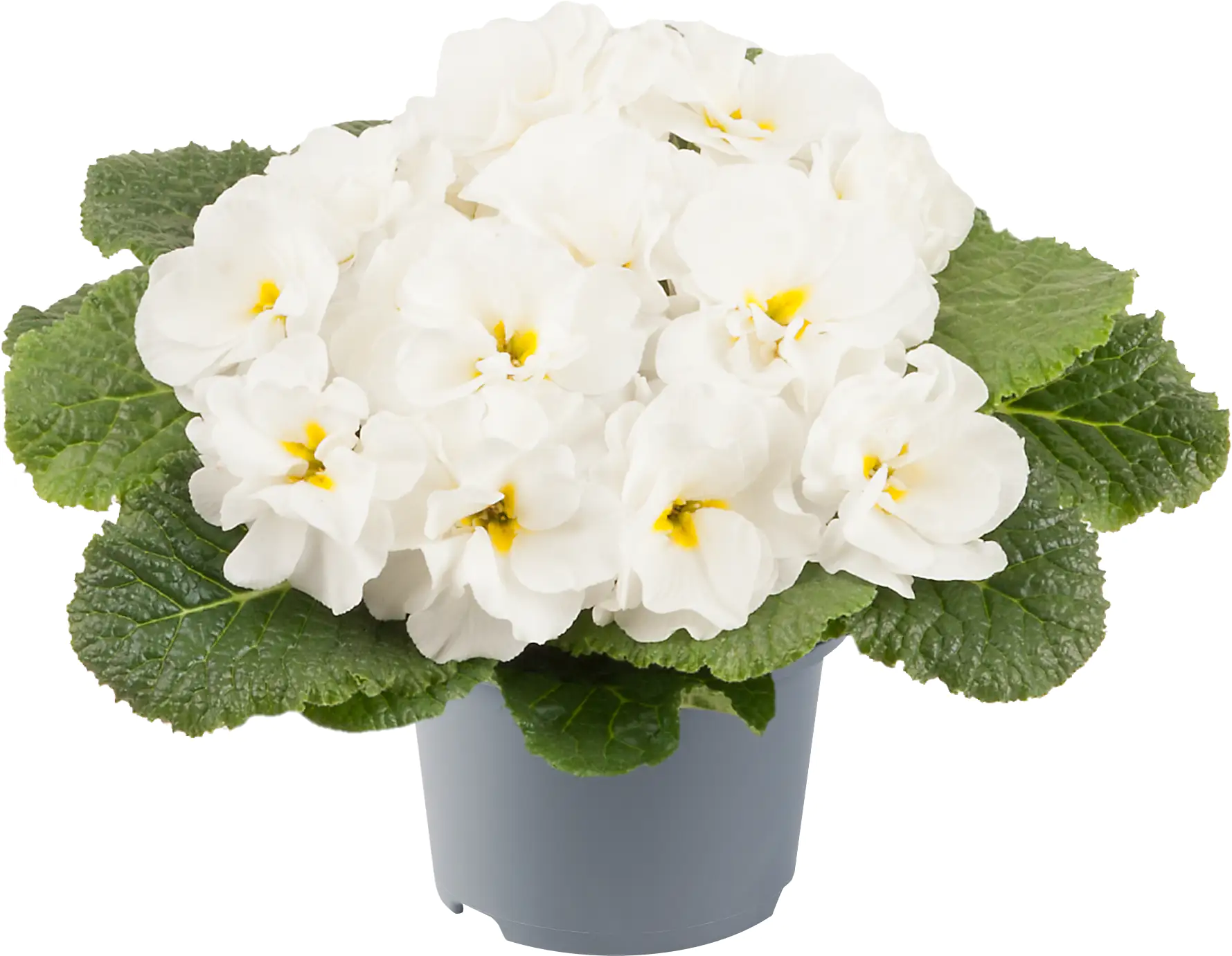 Primel Queen 10,5 cm Topf