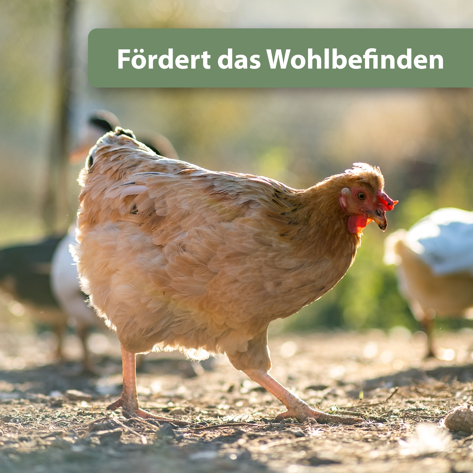 Quiko Hobbyfarming Fitness Kräuter-Pickrolle für Hühner und Geflügel 400 g