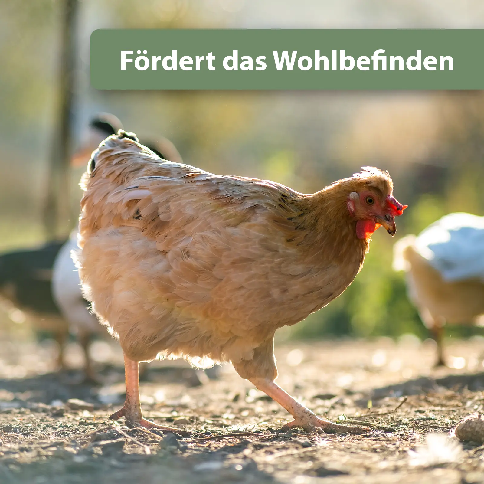 Quiko Hobbyfarming Fitness Kräuter-Pickrolle für Hühner und Geflügel 400 g