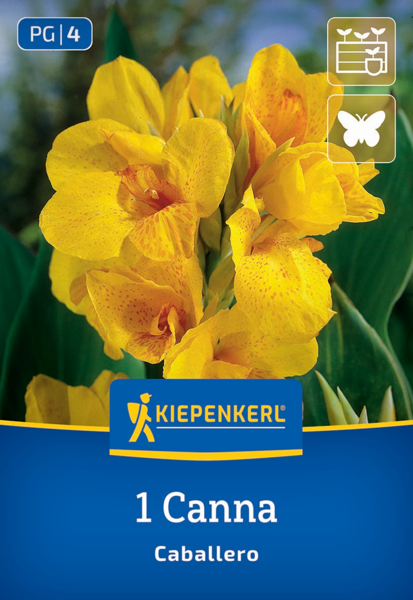 Kiepenkerl Frühjahrsblumenzwiebel Blumenrohr Caballero 1 Stück