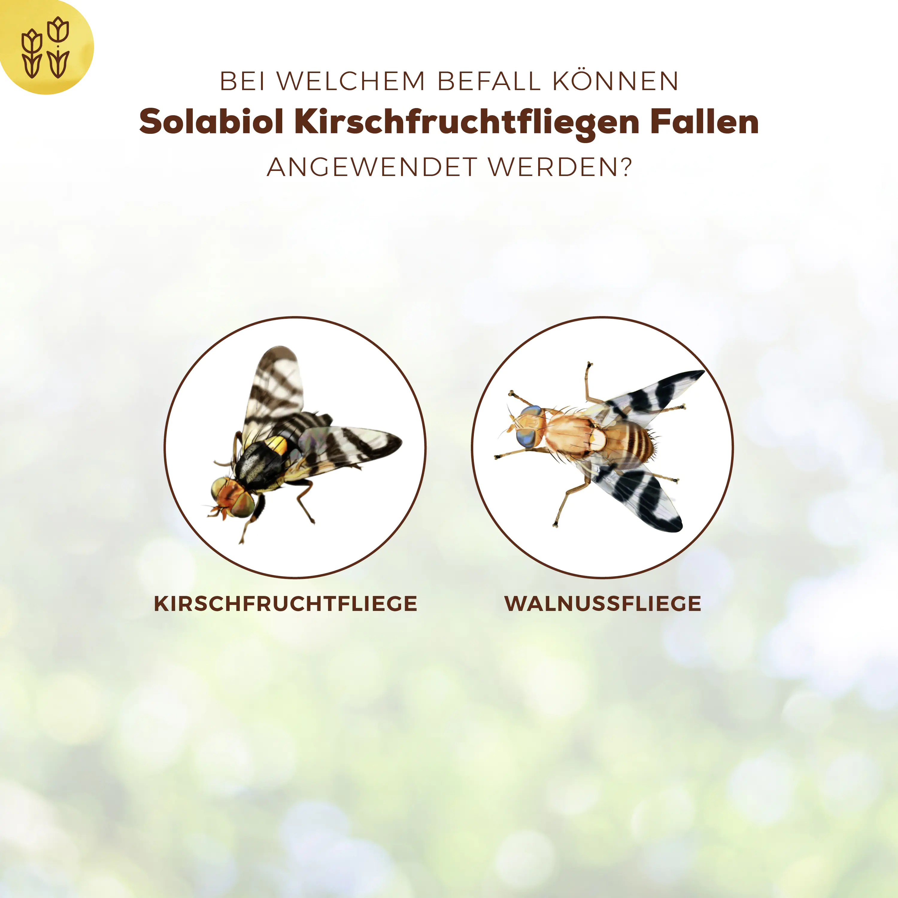 Solabiol Kirschfruchtfliegen Fallen 5 Stück Solabiol Kirschfruchtfliegen Fallen 5 Stück