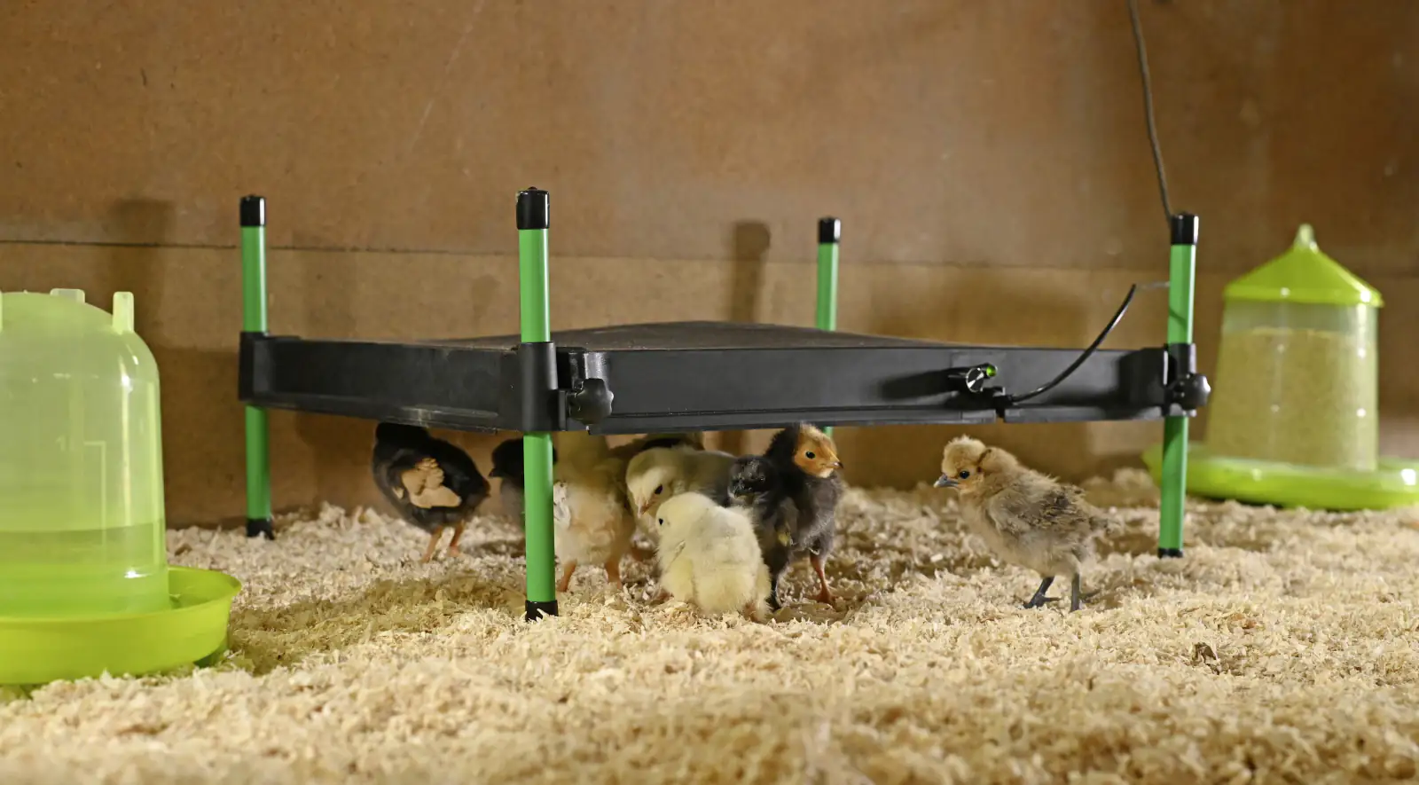 Kerbl Wärmeplatte CosyHeat 40x50 cm 24 V schwarz/grün Kerbl Wärmeplatte CosyHeat 40x50 cm 24 V schwarz/grün