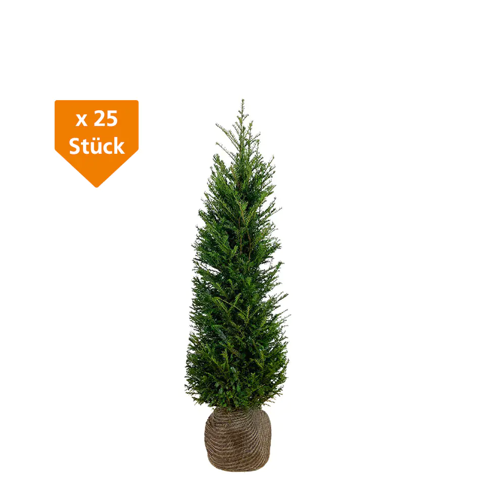 Heimische Eibe Taxus baccata H 60 - 80 cm, 25 Stück Heimische Eibe Taxus baccata H 60 - 80 cm, 25 Stück