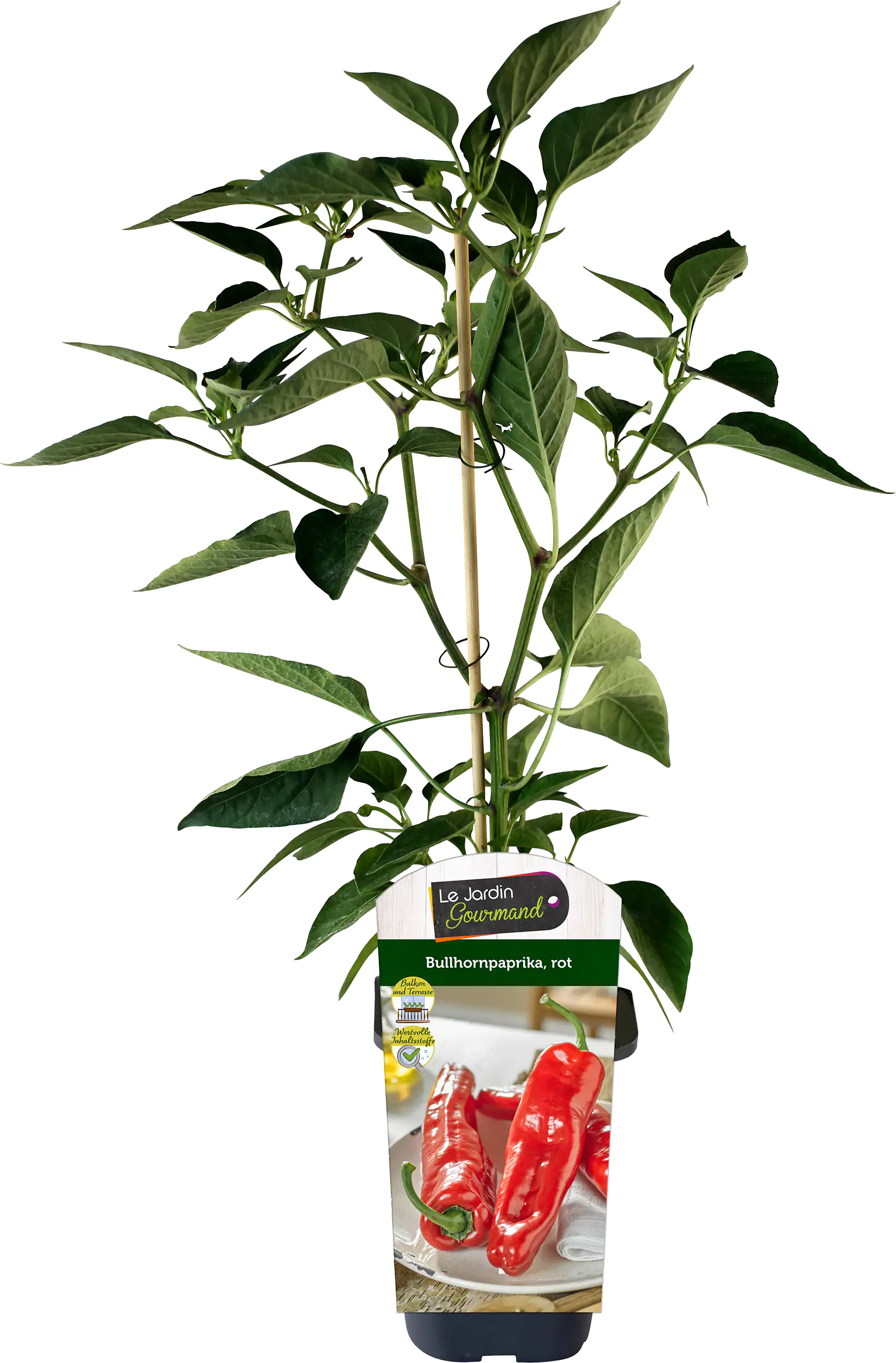 Bullhornpaprika rot