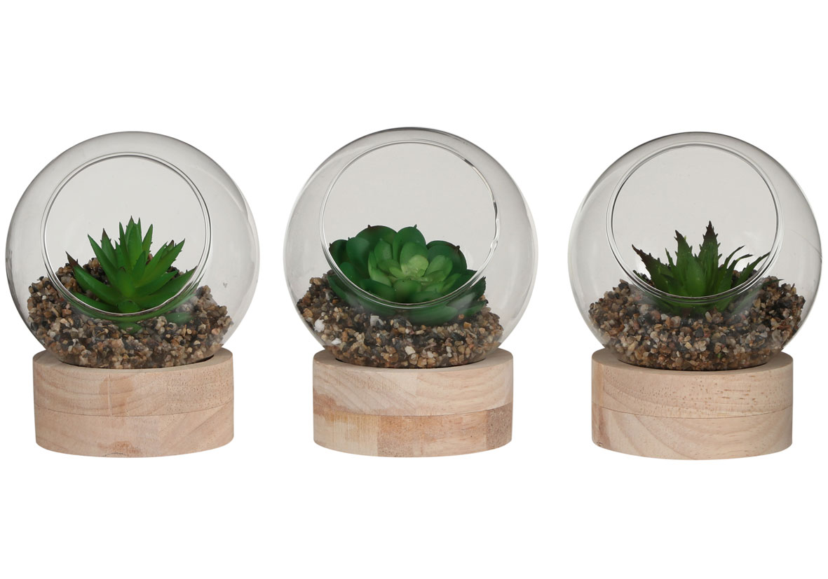Mica Sukkulente im Glas auf Holz Teller 10 x 10 cm