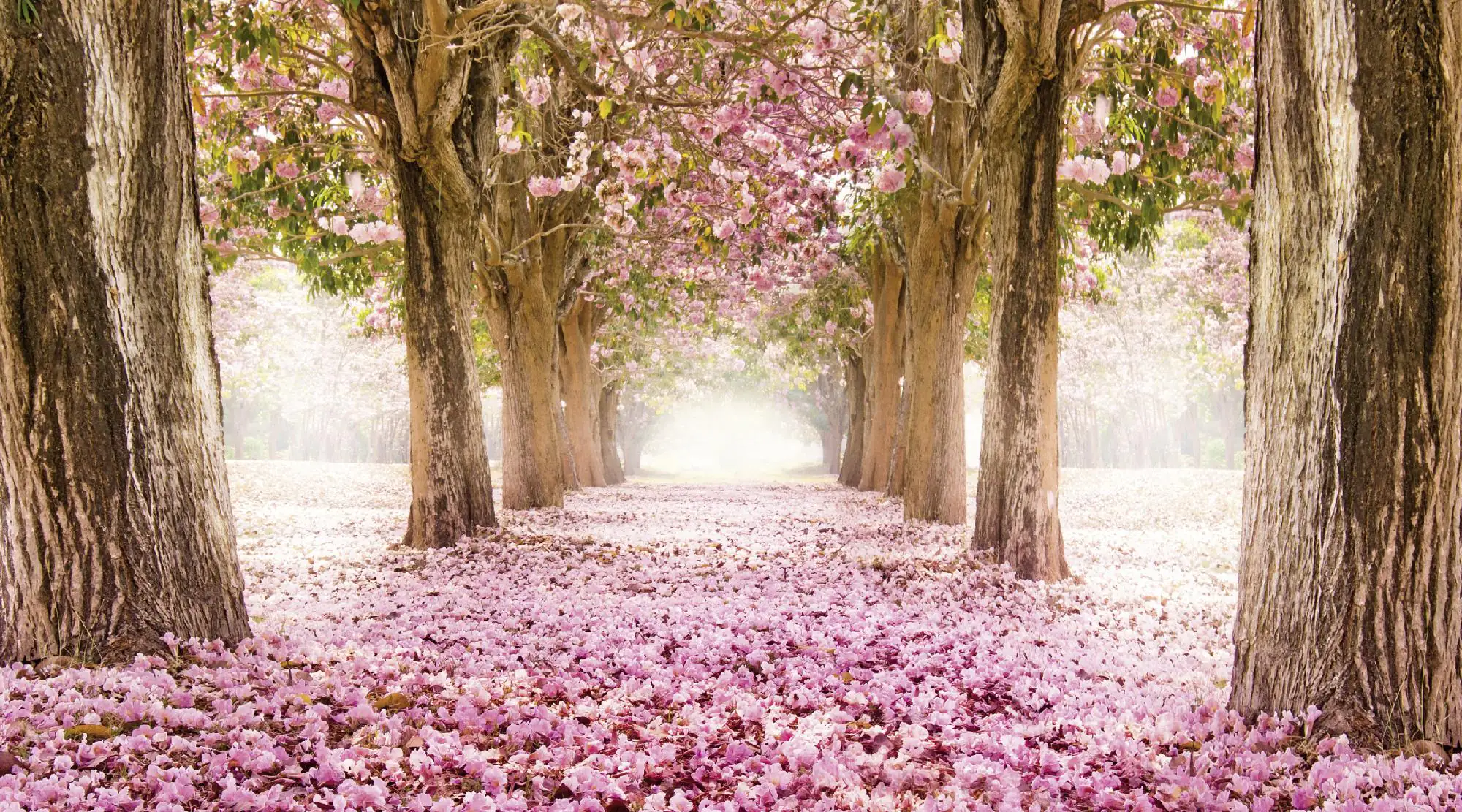 Deco-Panel Bild - Allee 180 x 100 cm