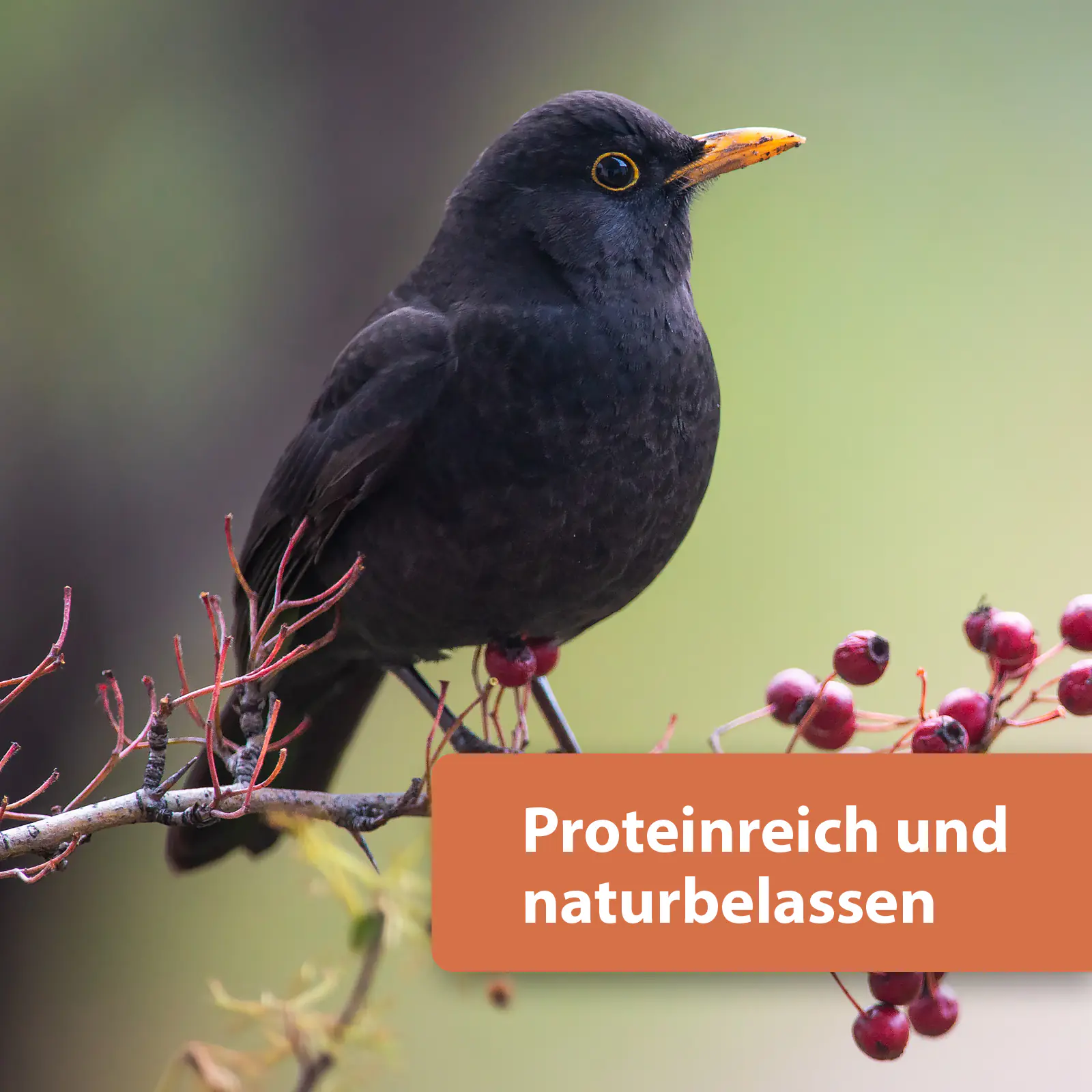 Quiko Hobbyfarming Protein Mix für Hühner und Geflügel 200 g