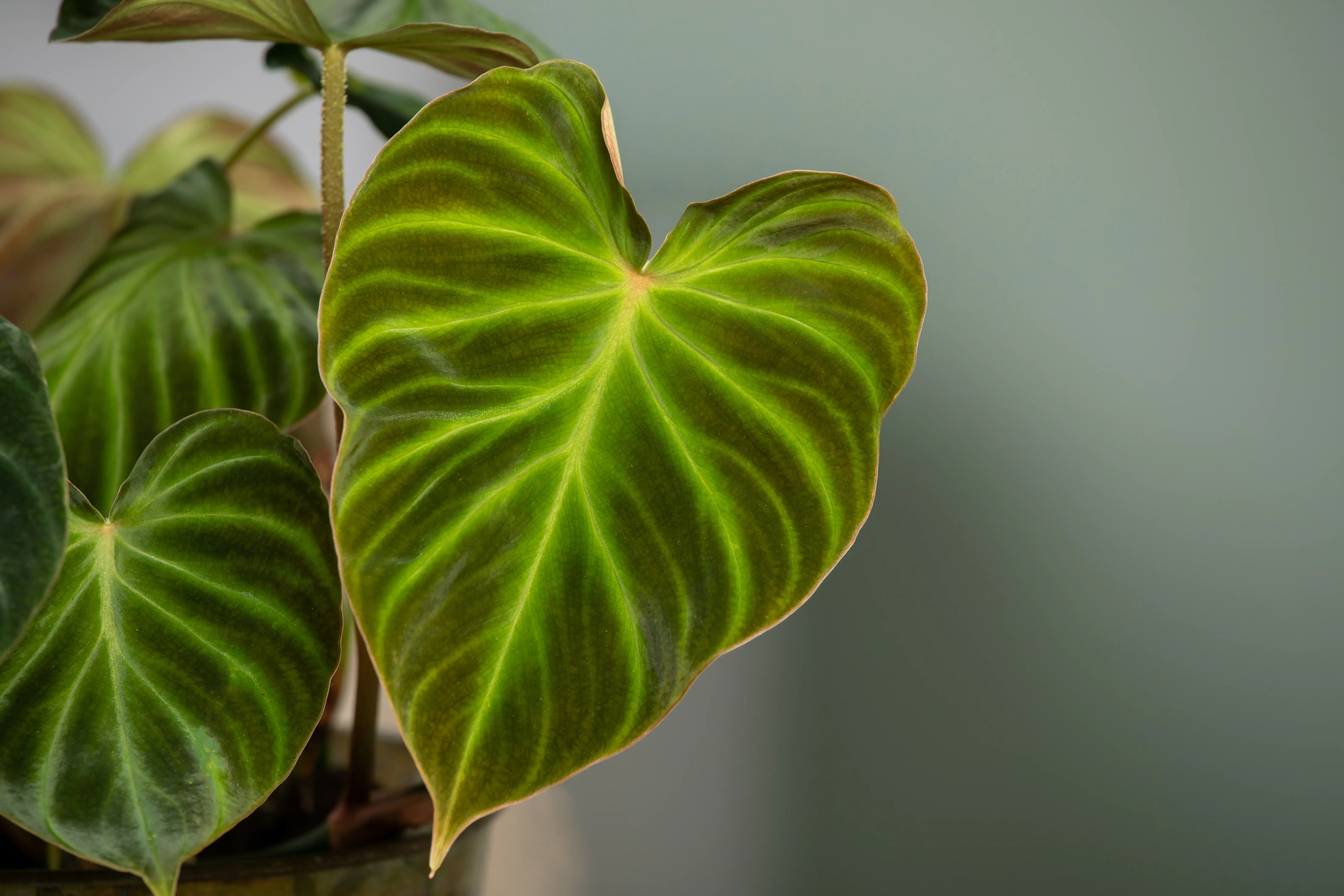 Baumfreund Verrucosum Incensi H ca. 25 cm 15 cm Topf