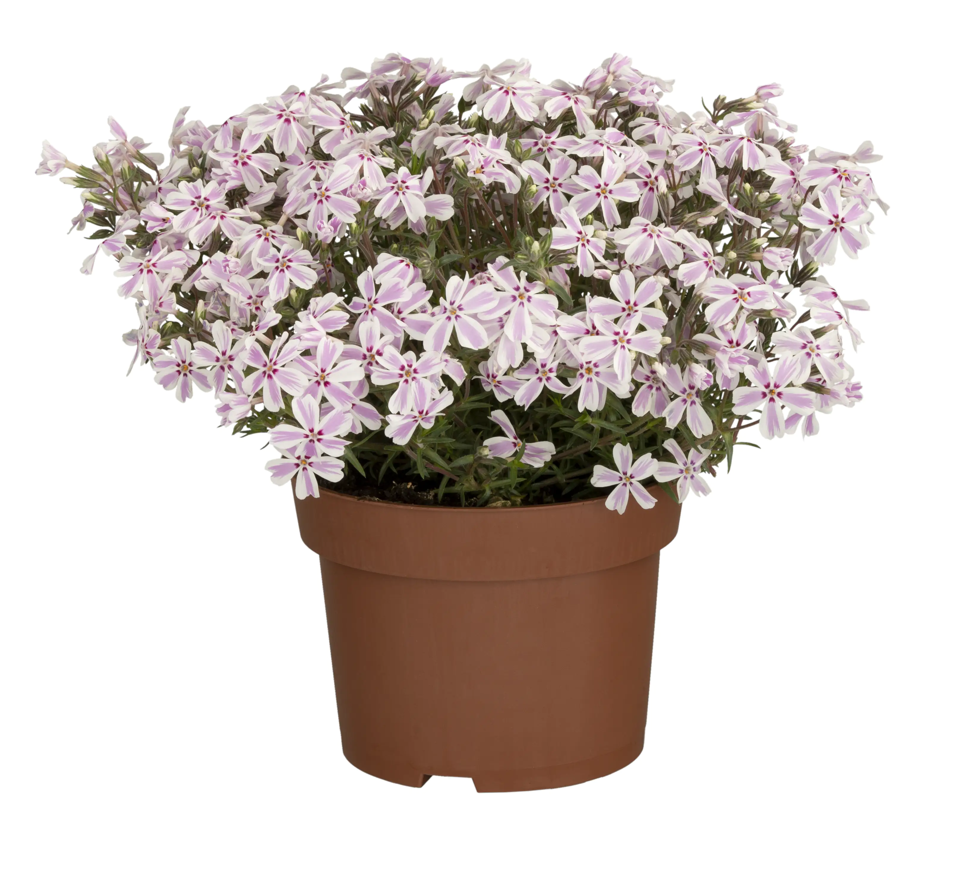 Polster-Phlox Phlox subulata 19 cm Topf