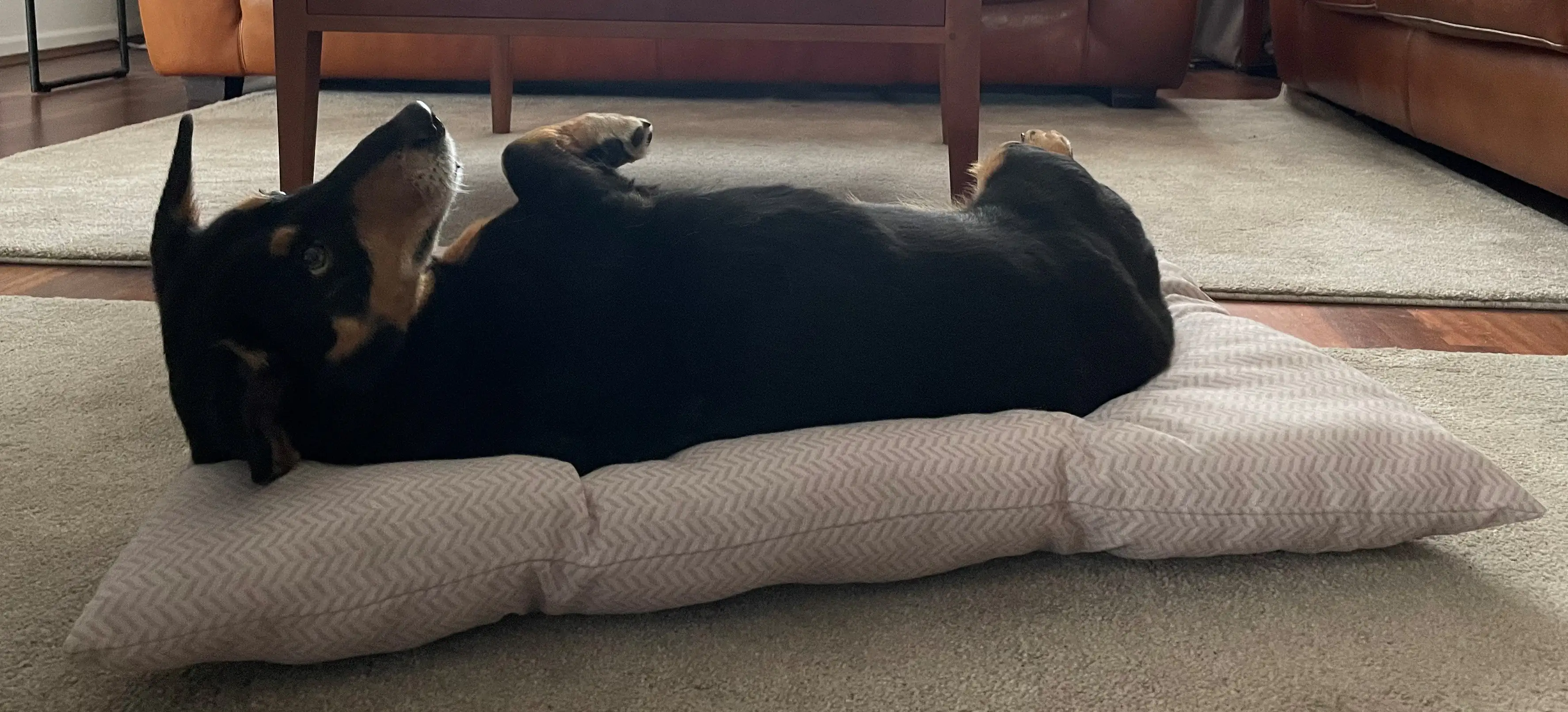 Ollesch Tierbett Lotta L 85 x B 60 cm natur Ollesch Tierbett Lotta L 85 x B 60 cm natur