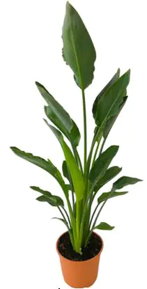 Strelitzia Augusta, Paradiesvogelblume Wuchshöhe 140 - 160 cm , 23cm Topf