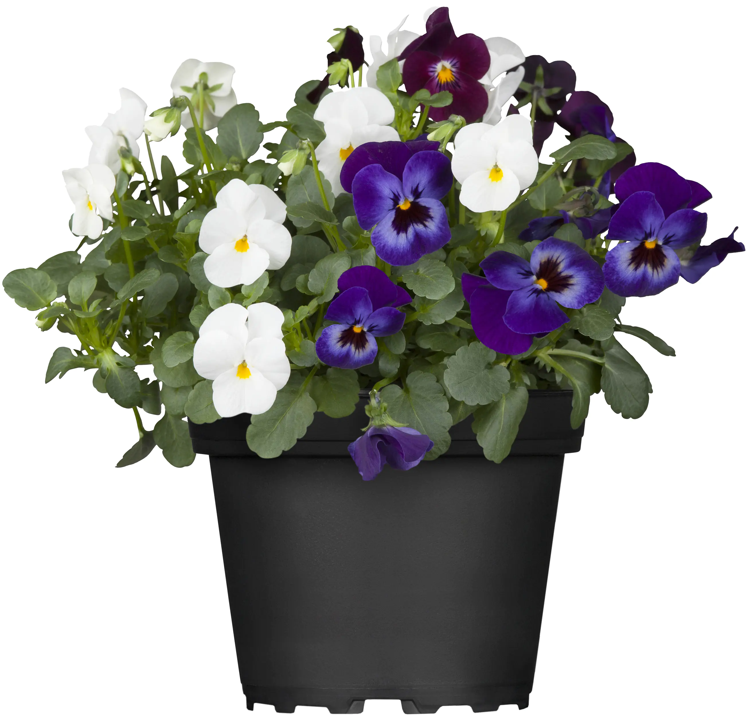 Viola Cornuta Hornveilchen Trio 13 cm