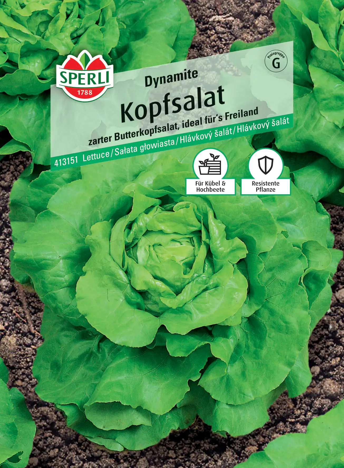 Sperli Kopfsalat Dynamite Sperli Kopfsalat Dynamite