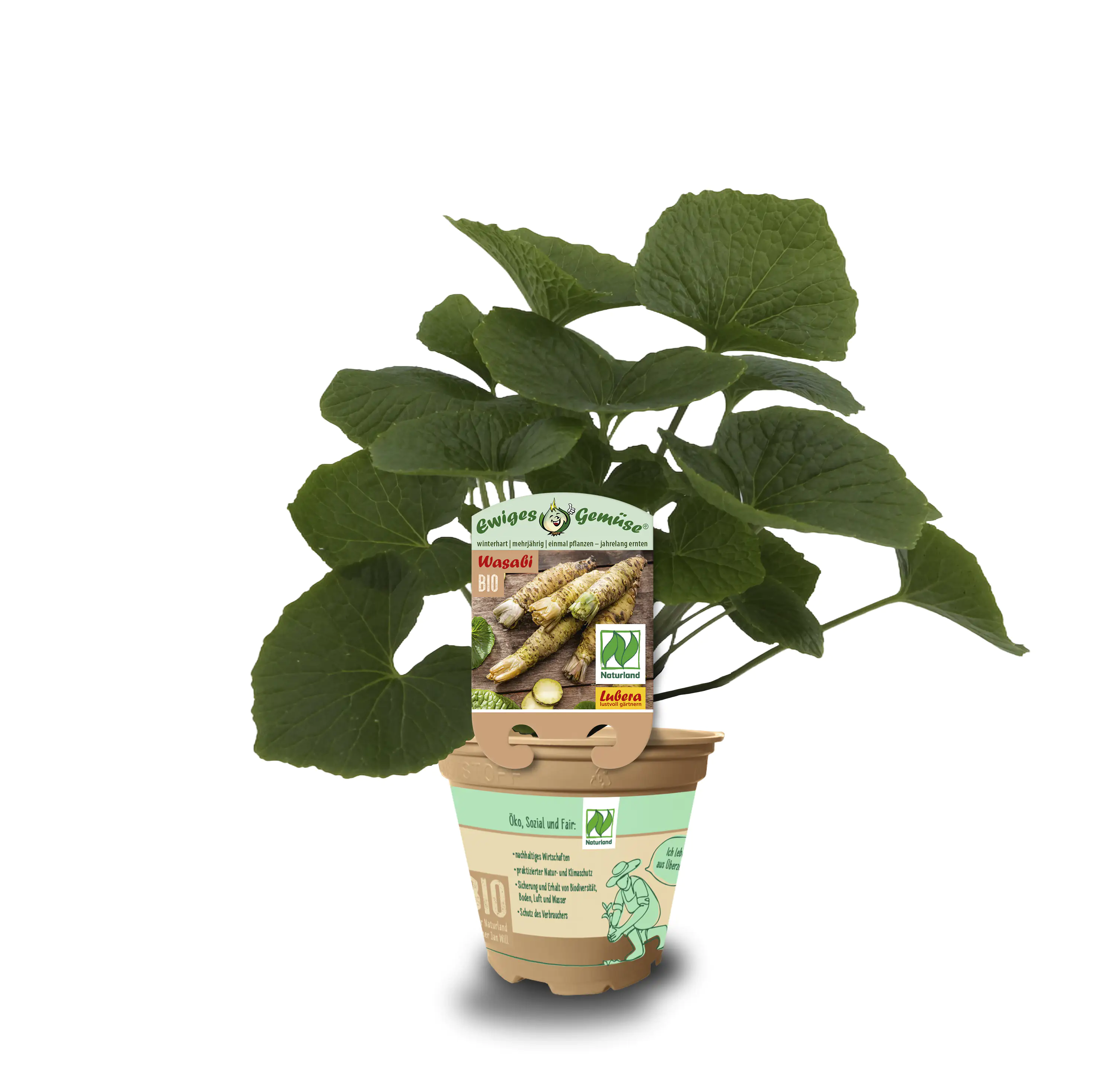 Wasabi Eutrema japonicum 12 cm Topf