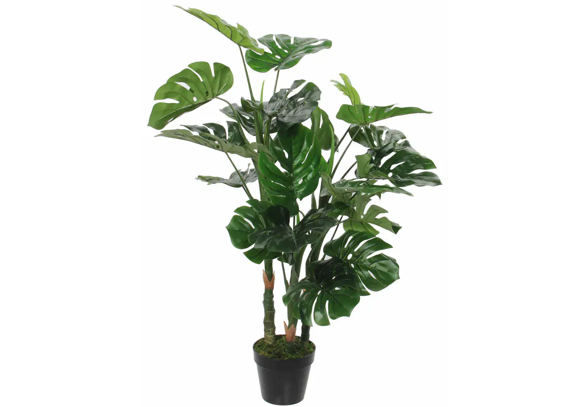 Mica Monstera im Topf grün, 100 x 75 cm