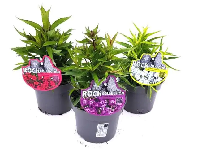 Flammenblumen Phlox paniculta 13 cm Topf