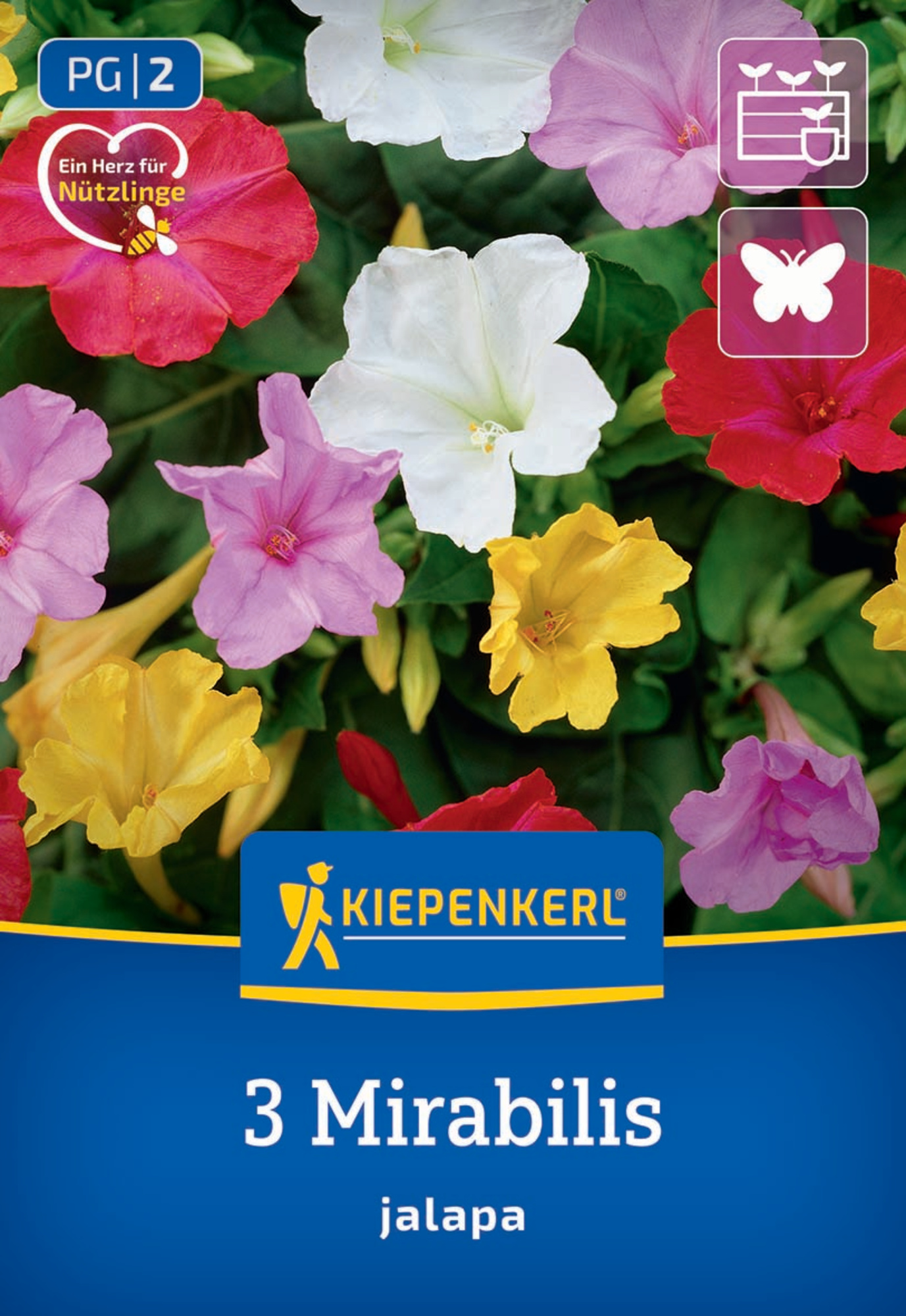 Kiepenkerl Frühjahrsblumenzwiebel Wunderblume 3 Stück
