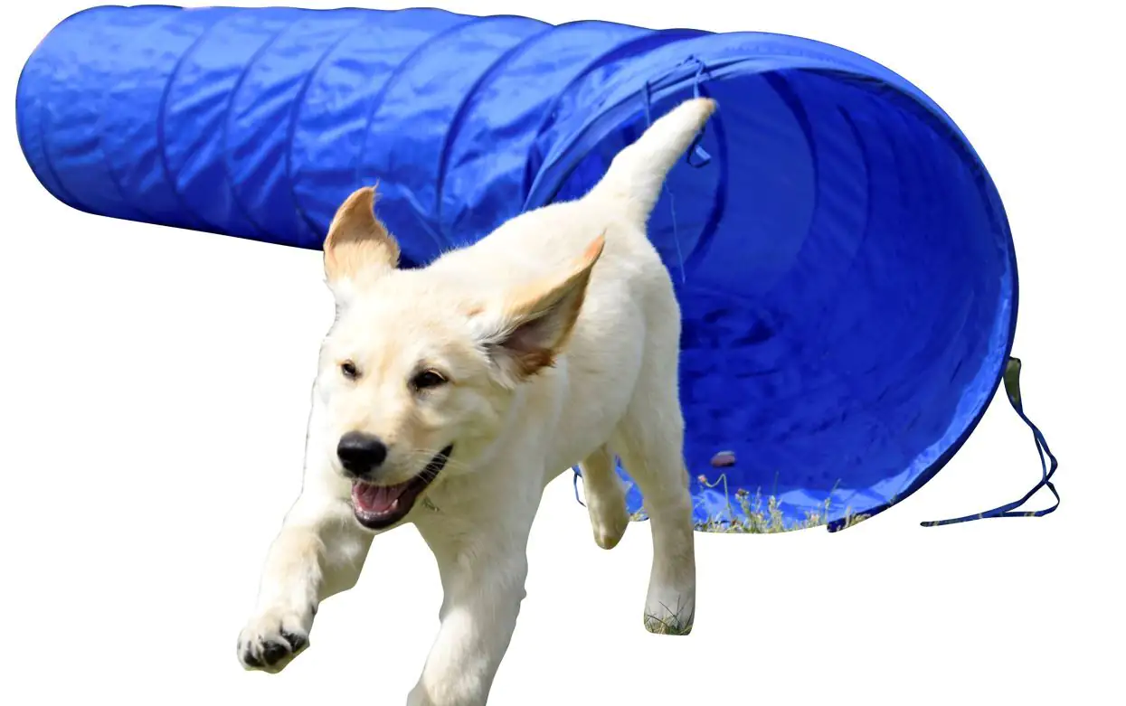 Dobar Agility-Tunnel Ø 50 x 300 cm