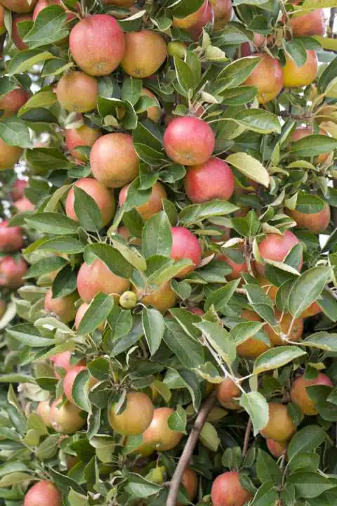 Stadt Ernte Bio Obstbaum Apfel Weißer Klarapfel H 150 cm 29 cm Topf Stadt Ernte Bio Obstbaum Apfel Weißer Klarapfel H 150 cm 29 cm Topf
