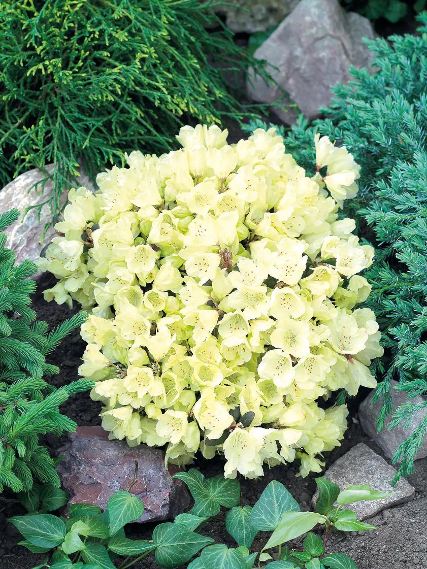 4029395045034 Rhododendron 'Wren' 2 L Container