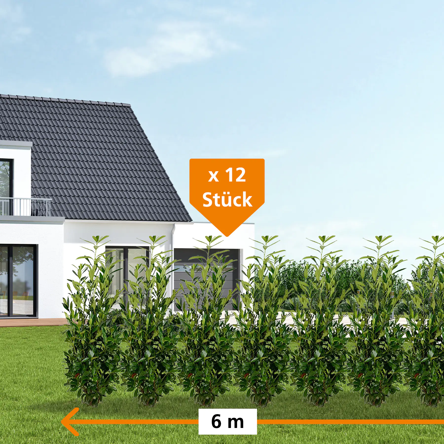 Kirschlorbeer Caucasica Prunus laur. Caucasica H 175 - 200 cm, 12 Stück