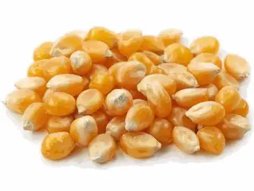 Gemüsepflanzen "Hits für Kids" Popcornmais 12 cm Topf